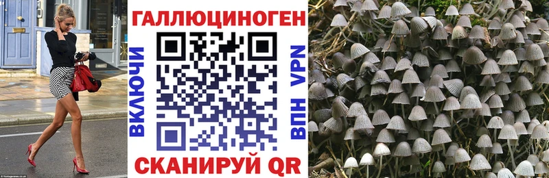 Псилоцибиновые грибы Psilocybe  Купить закладки  Белокуриха 